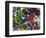 Free Again-Dan Monteavaro-Framed Giclee Print