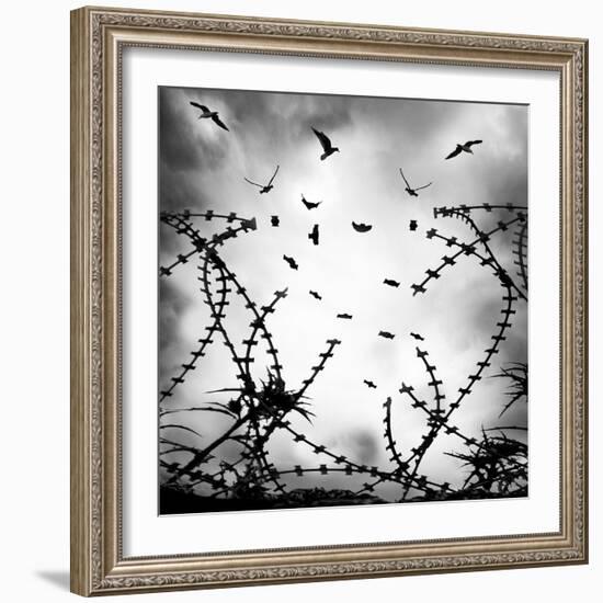 Free As a Bird-George Digalakis-Framed Photographic Print