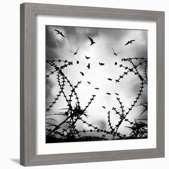 Free As a Bird-George Digalakis-Framed Photographic Print