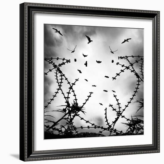 Free As a Bird-George Digalakis-Framed Photographic Print