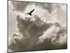 Free as a Bird-Toula Mavridou-Messer-Mounted Photographic Print