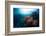 Free Diver Exploring Vivid Coral Reef in Tropical Sea-Dudarev Mikhail-Framed Photographic Print