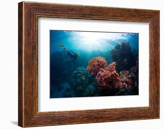 Free Diver Exploring Vivid Coral Reef in Tropical Sea-Dudarev Mikhail-Framed Photographic Print