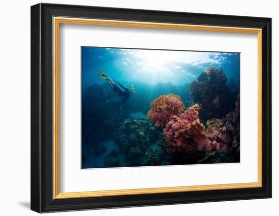 Free Diver Exploring Vivid Coral Reef in Tropical Sea-Dudarev Mikhail-Framed Photographic Print