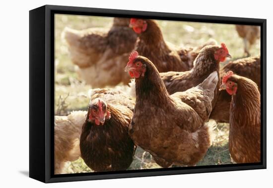 Free Range Chickens, Group of Brown Hens-Anthony Harrison-Framed Premier Image Canvas