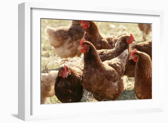 Free Range Chickens, Group of Brown Hens-Anthony Harrison-Framed Photographic Print