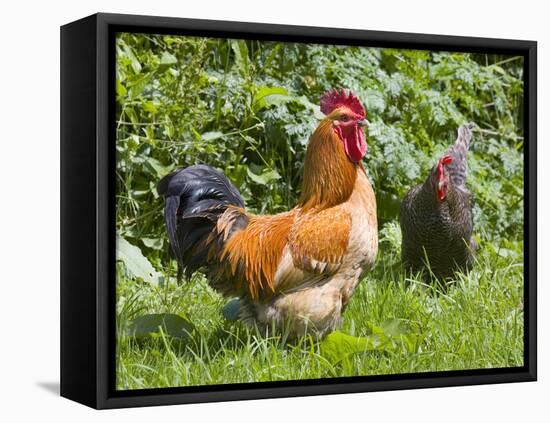 Free-range Chickens-Paul Rapson-Framed Premier Image Canvas