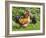 Free-range Chickens-Paul Rapson-Framed Photographic Print