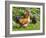 Free-range Chickens-Paul Rapson-Framed Photographic Print