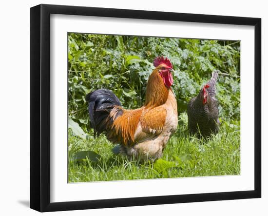 Free-range Chickens-Paul Rapson-Framed Photographic Print