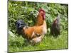 Free-range Chickens-Paul Rapson-Mounted Photographic Print