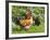 Free-range Chickens-Paul Rapson-Framed Photographic Print