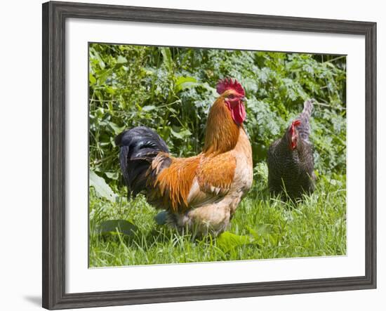 Free-range Chickens-Paul Rapson-Framed Photographic Print