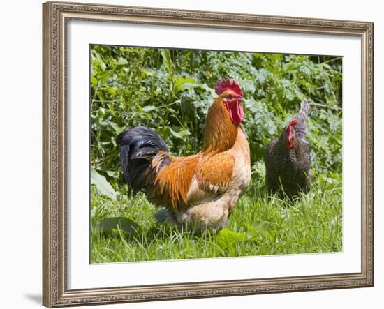 Free-range Chickens-Paul Rapson-Framed Photographic Print