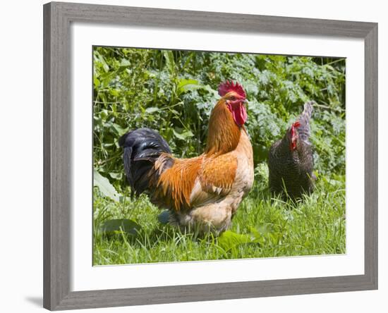 Free-range Chickens-Paul Rapson-Framed Photographic Print