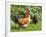 Free-range Chickens-Paul Rapson-Framed Photographic Print