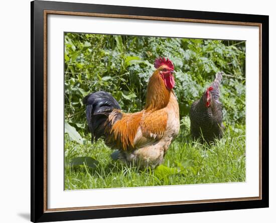 Free-range Chickens-Paul Rapson-Framed Photographic Print