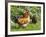 Free-range Chickens-Paul Rapson-Framed Photographic Print