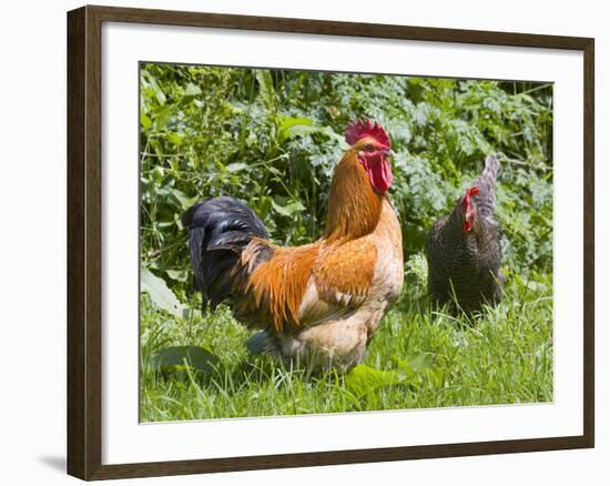 Free-range Chickens-Paul Rapson-Framed Photographic Print