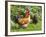 Free-range Chickens-Paul Rapson-Framed Photographic Print