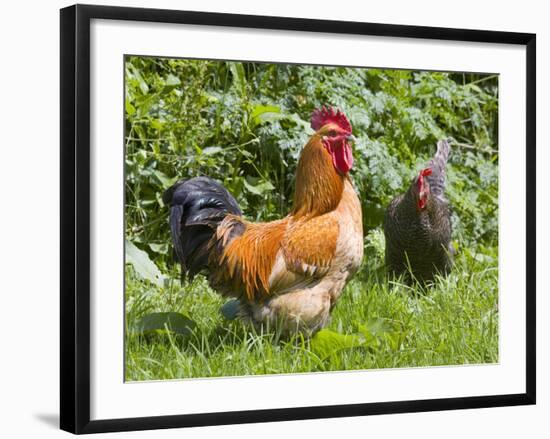 Free-range Chickens-Paul Rapson-Framed Photographic Print