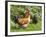 Free-range Chickens-Paul Rapson-Framed Photographic Print