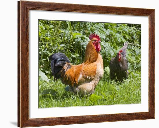 Free-range Chickens-Paul Rapson-Framed Photographic Print