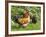 Free-range Chickens-Paul Rapson-Framed Photographic Print