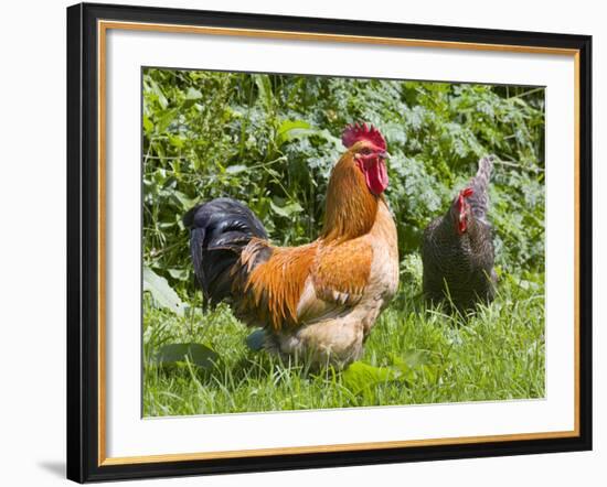 Free-range Chickens-Paul Rapson-Framed Photographic Print