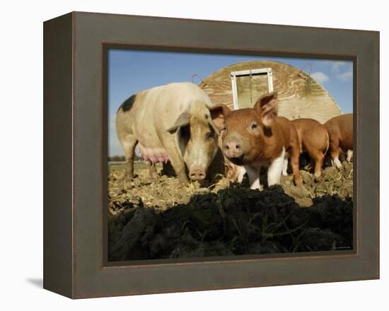 Free Range Organic Pig Sow with Piglets, Wiltshire, UK-T.j. Rich-Framed Premier Image Canvas