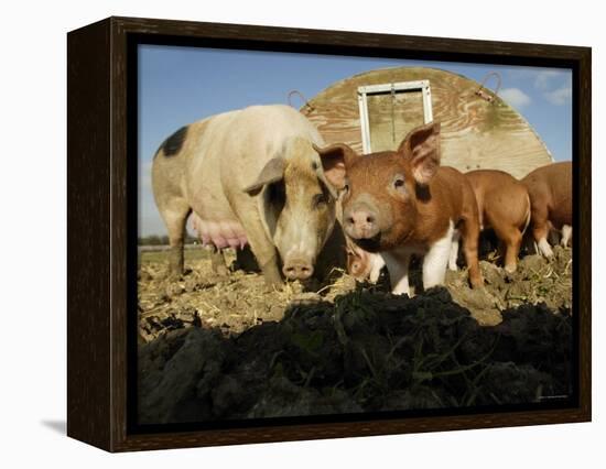 Free Range Organic Pig Sow with Piglets, Wiltshire, UK-T.j. Rich-Framed Premier Image Canvas