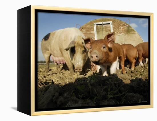 Free Range Organic Pig Sow with Piglets, Wiltshire, UK-T.j. Rich-Framed Premier Image Canvas