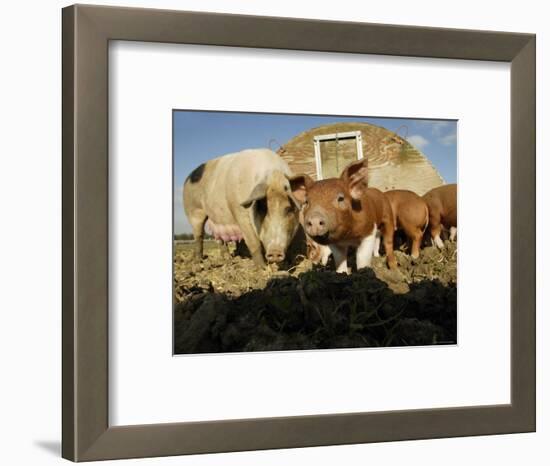 Free Range Organic Pig Sow with Piglets, Wiltshire, UK-T.j. Rich-Framed Premium Photographic Print