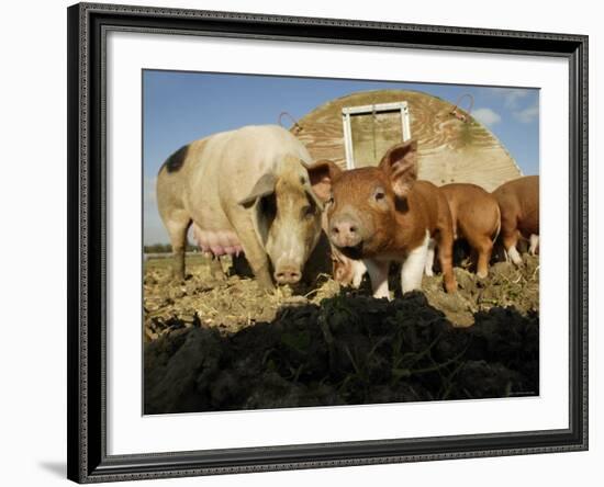 Free Range Organic Pig Sow with Piglets, Wiltshire, UK-T.j. Rich-Framed Photographic Print