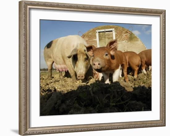 Free Range Organic Pig Sow with Piglets, Wiltshire, UK-T.j. Rich-Framed Photographic Print