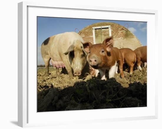 Free Range Organic Pig Sow with Piglets, Wiltshire, UK-T.j. Rich-Framed Photographic Print