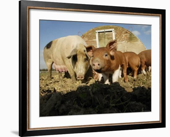 Free Range Organic Pig Sow with Piglets, Wiltshire, UK-T.j. Rich-Framed Photographic Print