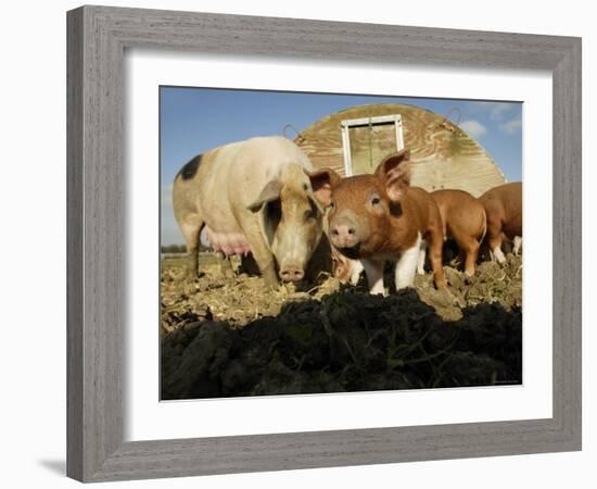 Free Range Organic Pig Sow with Piglets, Wiltshire, UK-T.j. Rich-Framed Photographic Print