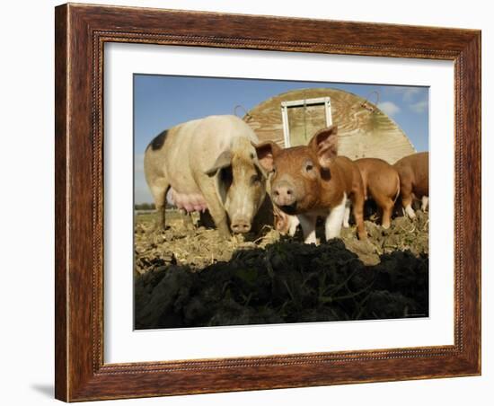 Free Range Organic Pig Sow with Piglets, Wiltshire, UK-T.j. Rich-Framed Photographic Print