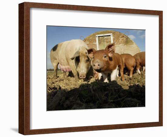 Free Range Organic Pig Sow with Piglets, Wiltshire, UK-T.j. Rich-Framed Photographic Print