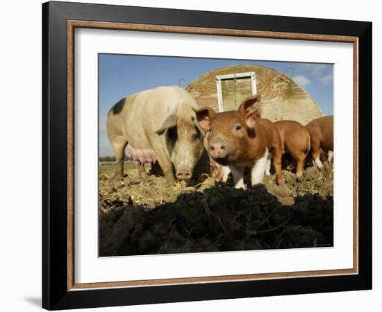 Free Range Organic Pig Sow with Piglets, Wiltshire, UK-T.j. Rich-Framed Photographic Print