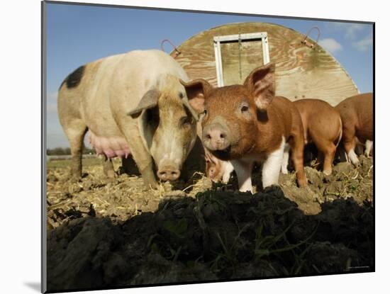 Free Range Organic Pig Sow with Piglets, Wiltshire, UK-T.j. Rich-Mounted Photographic Print