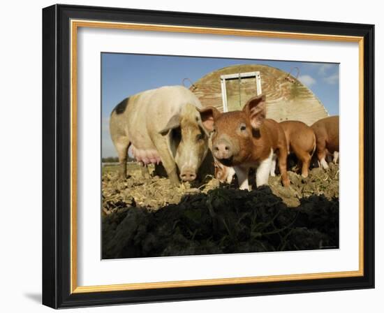 Free Range Organic Pig Sow with Piglets, Wiltshire, UK-T.j. Rich-Framed Photographic Print