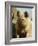 Free Range Organic Sow Portrait, Wiltshire, UK-T.j. Rich-Framed Photographic Print