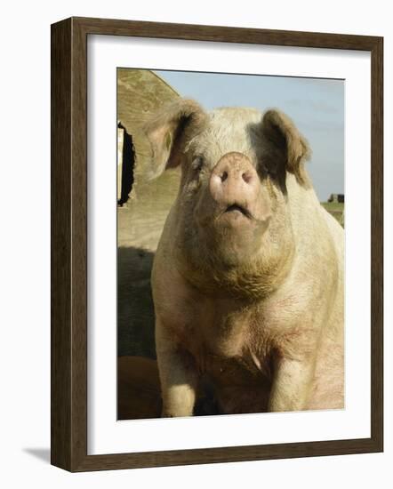 Free Range Organic Sow Portrait, Wiltshire, UK-T.j. Rich-Framed Photographic Print