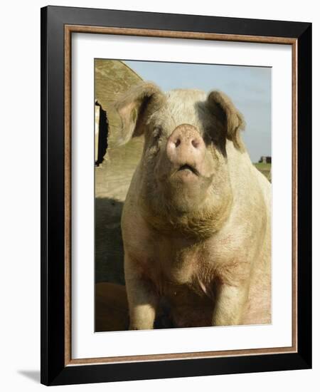 Free Range Organic Sow Portrait, Wiltshire, UK-T.j. Rich-Framed Photographic Print