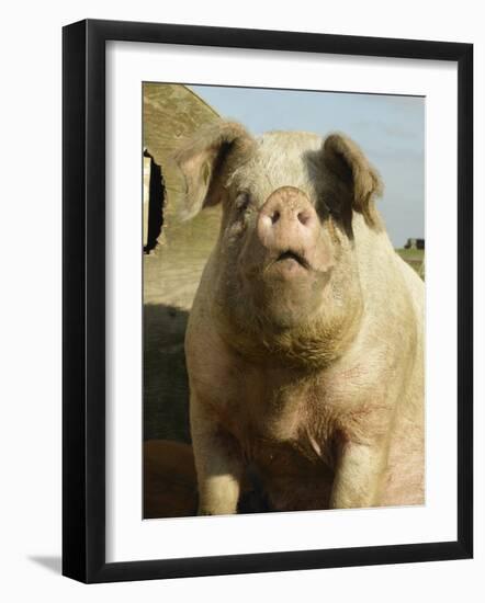 Free Range Organic Sow Portrait, Wiltshire, UK-T.j. Rich-Framed Photographic Print