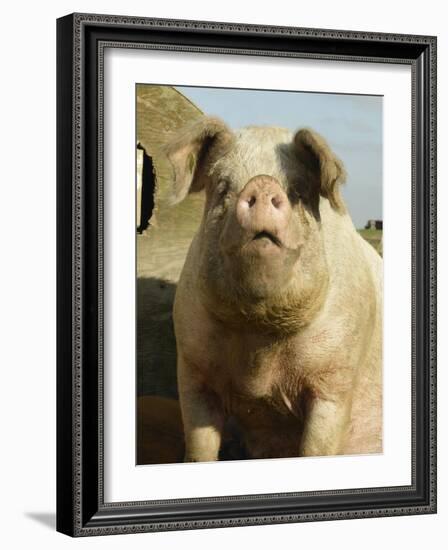 Free Range Organic Sow Portrait, Wiltshire, UK-T.j. Rich-Framed Photographic Print