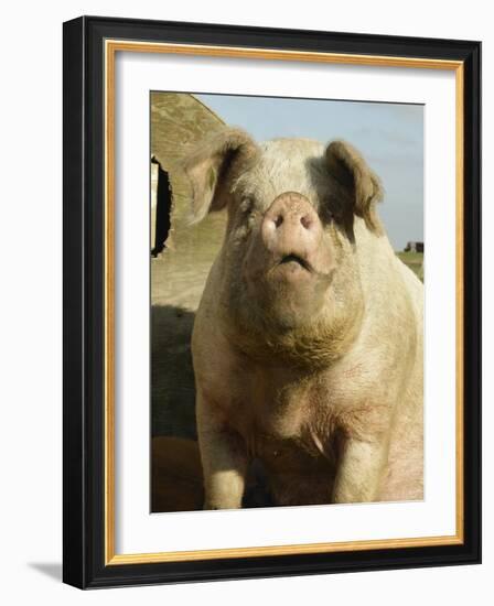 Free Range Organic Sow Portrait, Wiltshire, UK-T.j. Rich-Framed Photographic Print