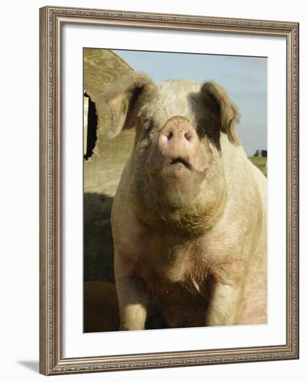 Free Range Organic Sow Portrait, Wiltshire, UK-T.j. Rich-Framed Photographic Print